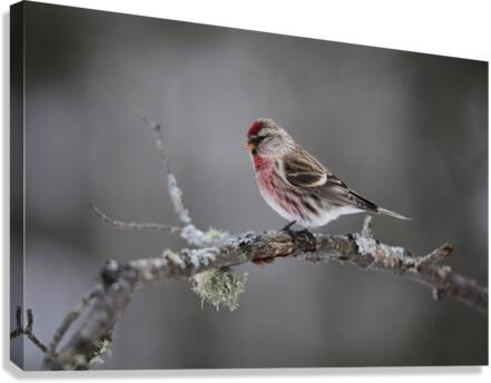 Redpoll Canvas Print