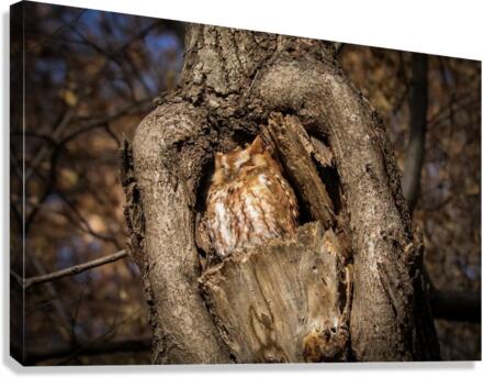 Basking Red Morph  Canvas Print