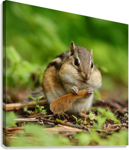Chipmunk. Stuffed. Canvas Print