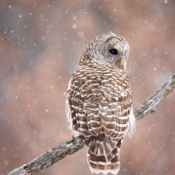 Barred Owl Winter Wonderland 2