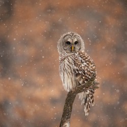 Barred Owl Winter Wonderland 