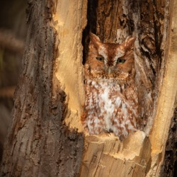 Eastern Screech Owl - Red Morph