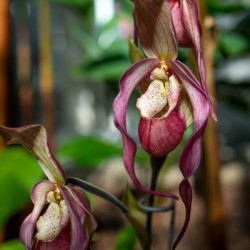 Lady Slipper