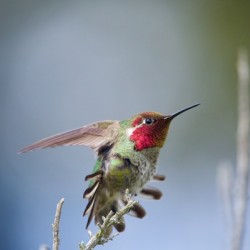 Anna’s Hummingbird 