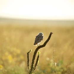 Badlands Basking Baby Burrowing Owl