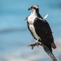 California Coast Osprey