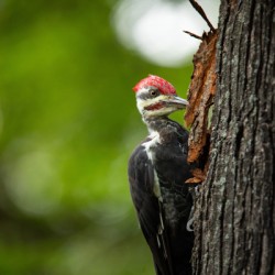Pileated Punch