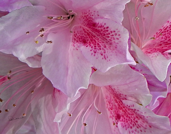 Intimate Azaleas Print