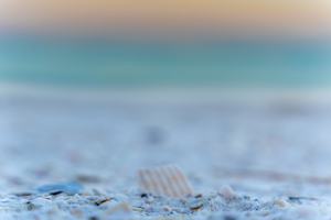 Sunset Shell