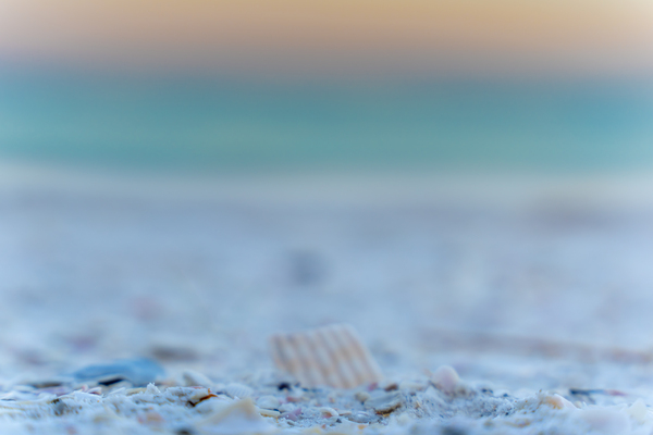 Sunset Shell Imprimer