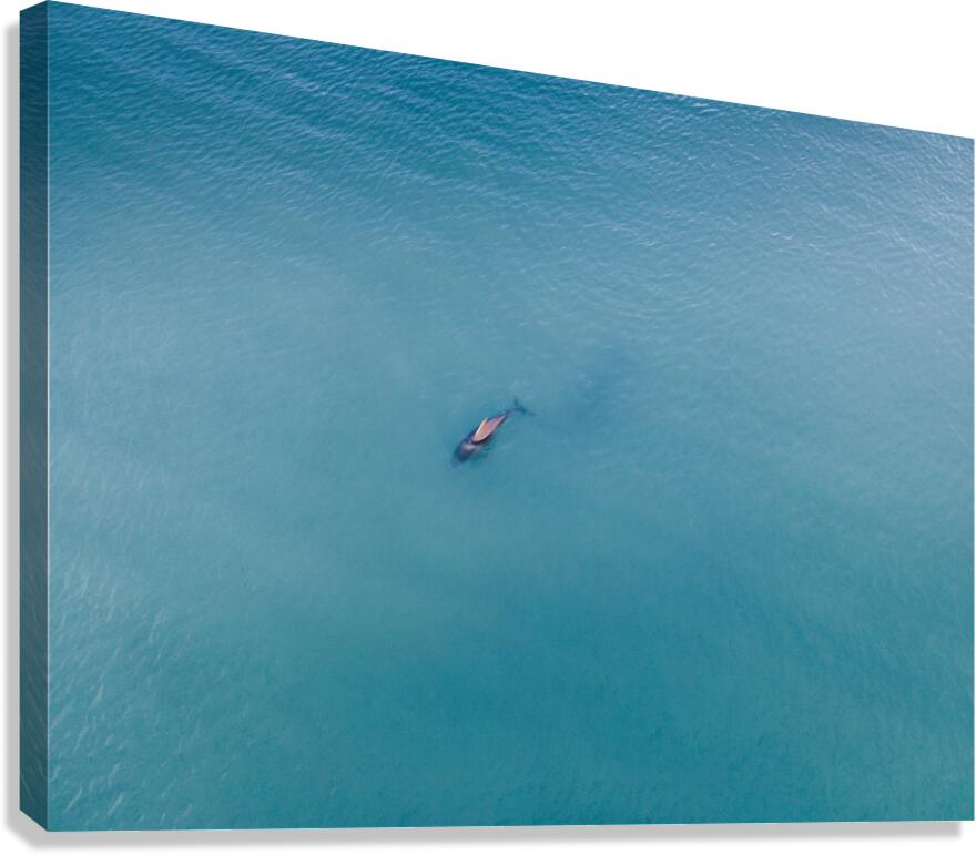 Doplhin Swim Canvas Print