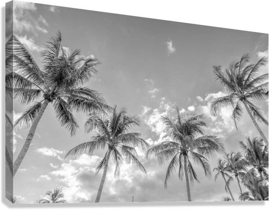 Sky Palms Canvas Print