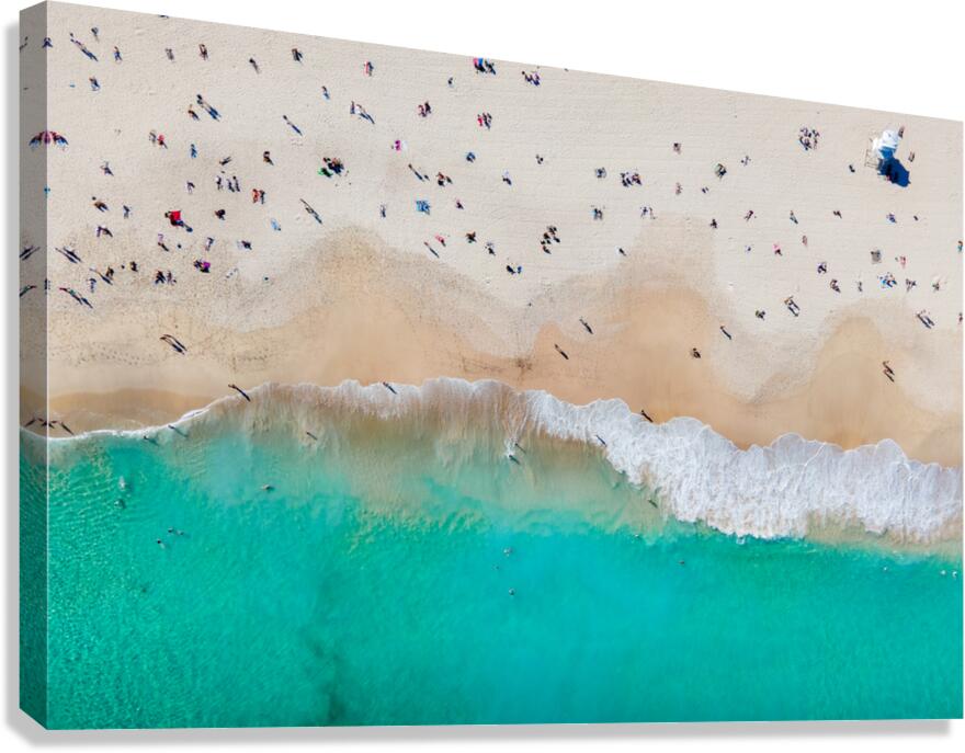 Bondi Bird Canvas Print