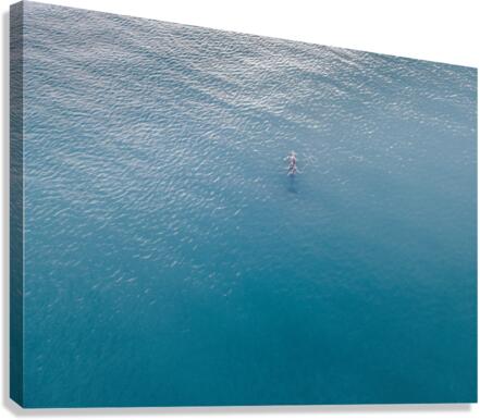 Dolphin Solo Canvas Print