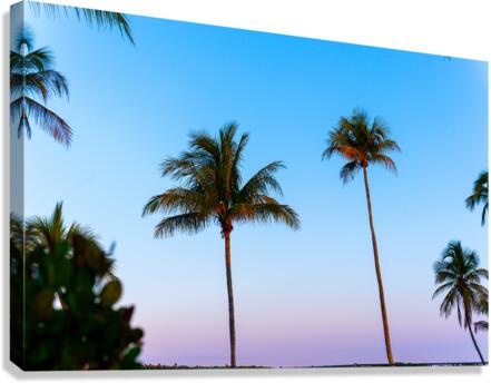 Sunset Palms Canvas Print