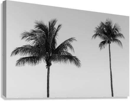 Two Palms Canvas Print