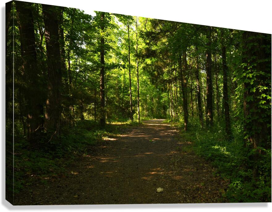 Forest Trail. Canvas Print