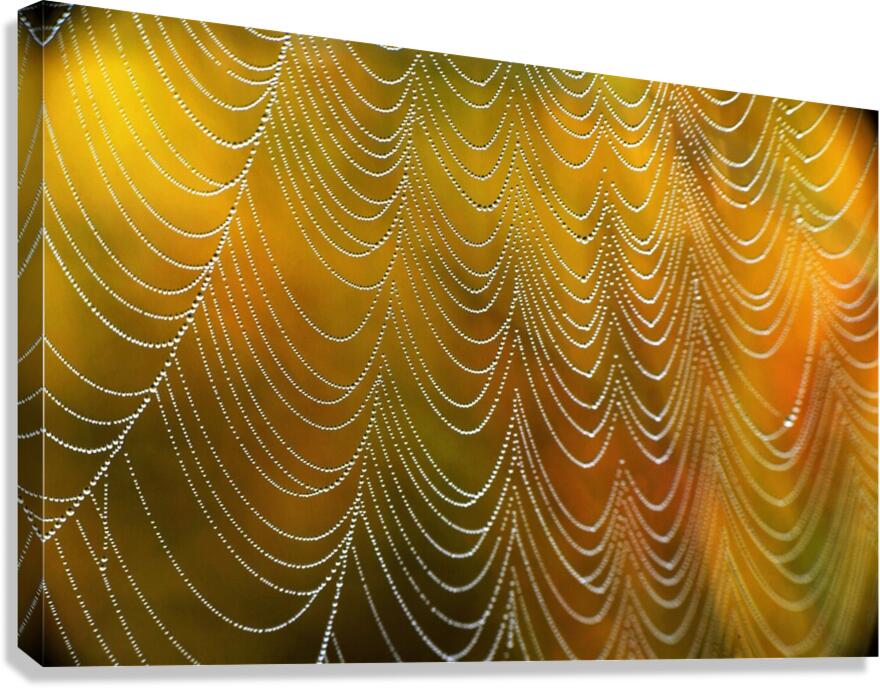 Spiderweb. Canvas Print