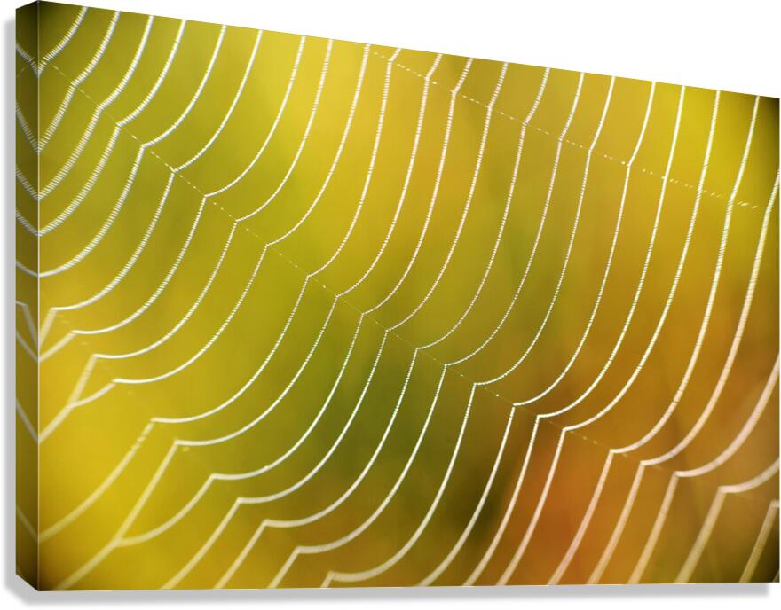 Spiderweb. Canvas Print