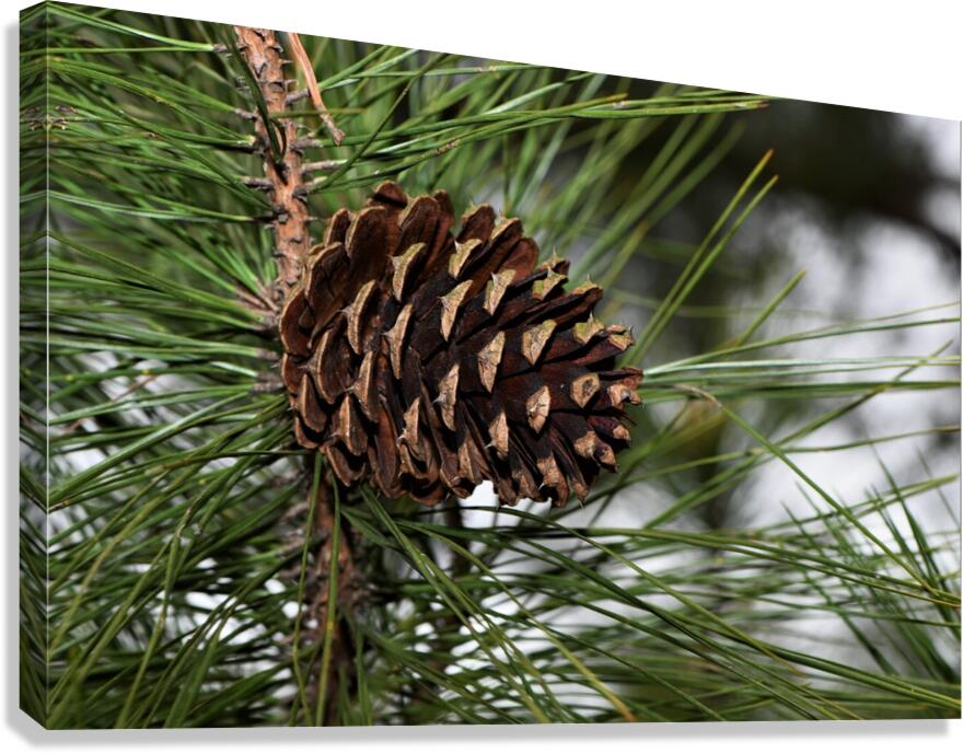 Pinecone in Spring. Canvas Print