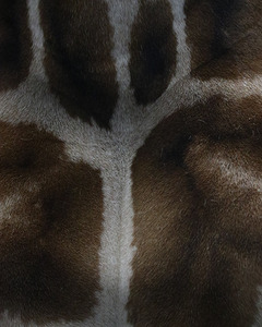 Giraffe texture