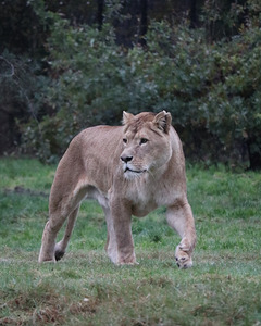 Lioness walking