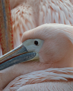 Pink bird