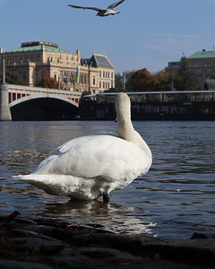 Swan Prague