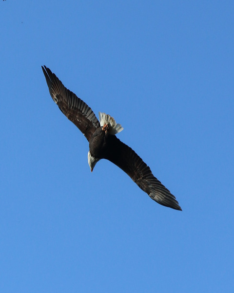 Bald Eagle in Flight. Print