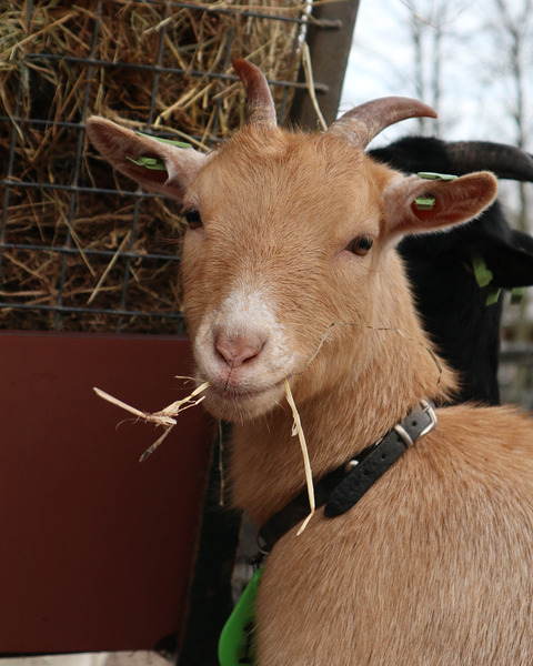Goat Print