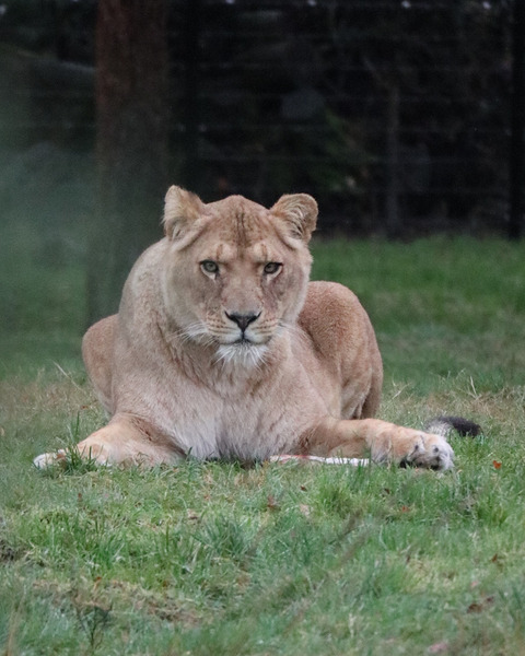 Lioness staring Print