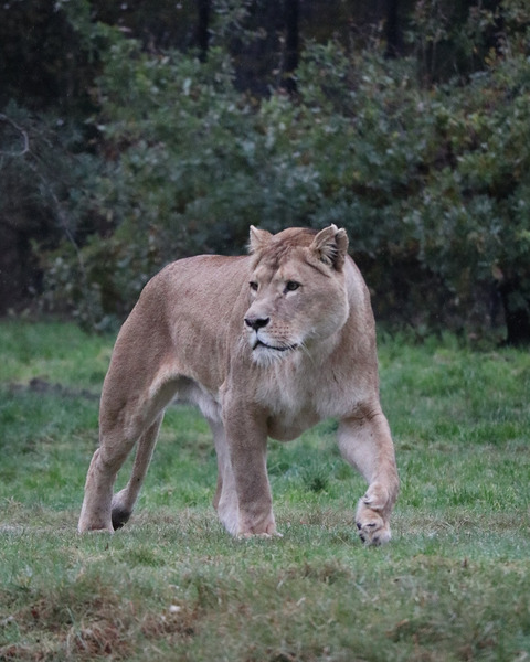 Lioness walking Print
