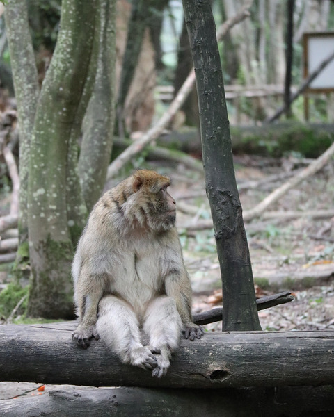 Monkey waiting Print
