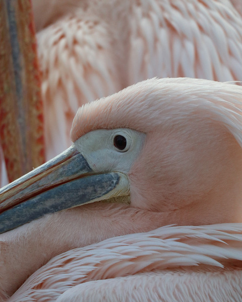 Pink bird Print