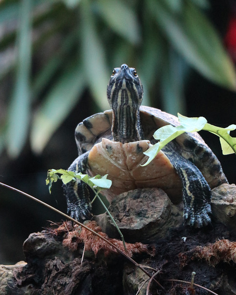 Turtle Print