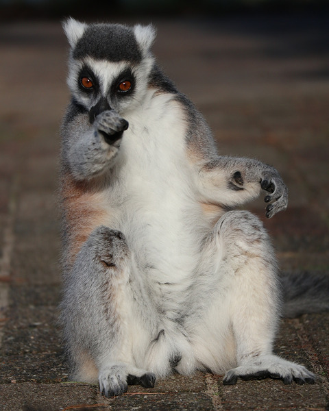 You   Ringtailed lemurs Print