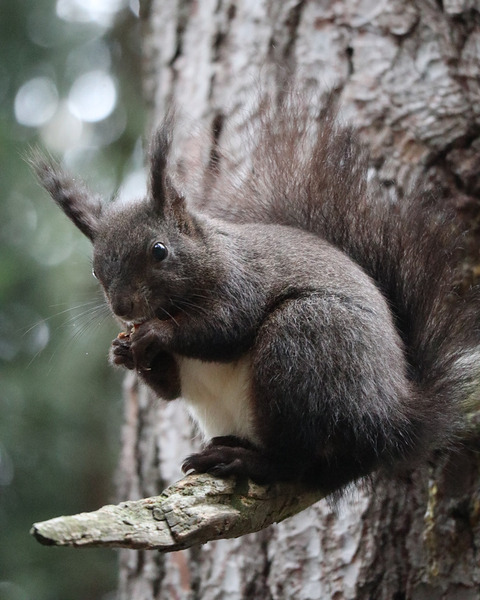 Squirrel  Print
