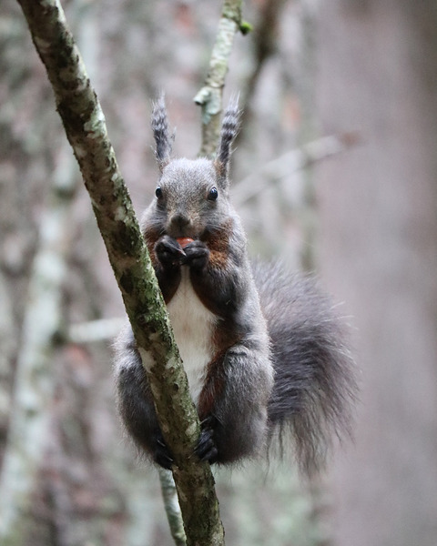 Wild Squirrel eating Print