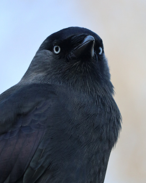 Black bird Print