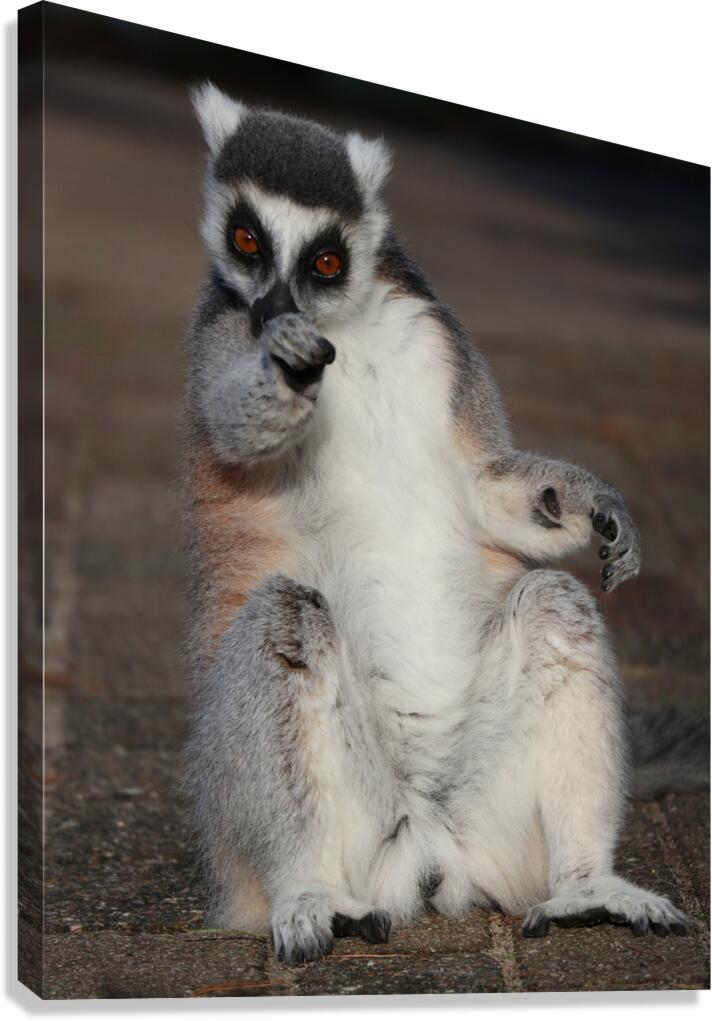 You   Ringtailed lemurs Canvas Print