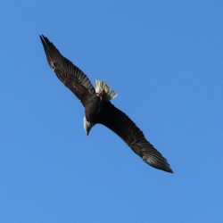 Bald Eagle in Flight.