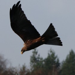 Bird flying
