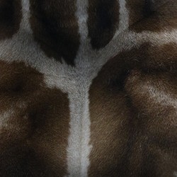 Giraffe texture