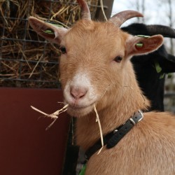 Goat