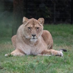 Lioness staring
