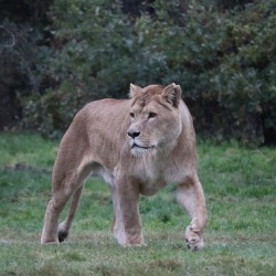 Lioness walking