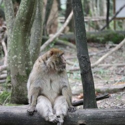 Monkey waiting