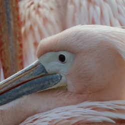 Pink bird