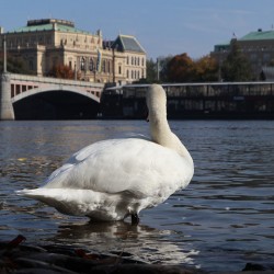 Swan Prague