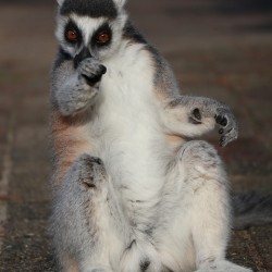 You   Ringtailed lemurs